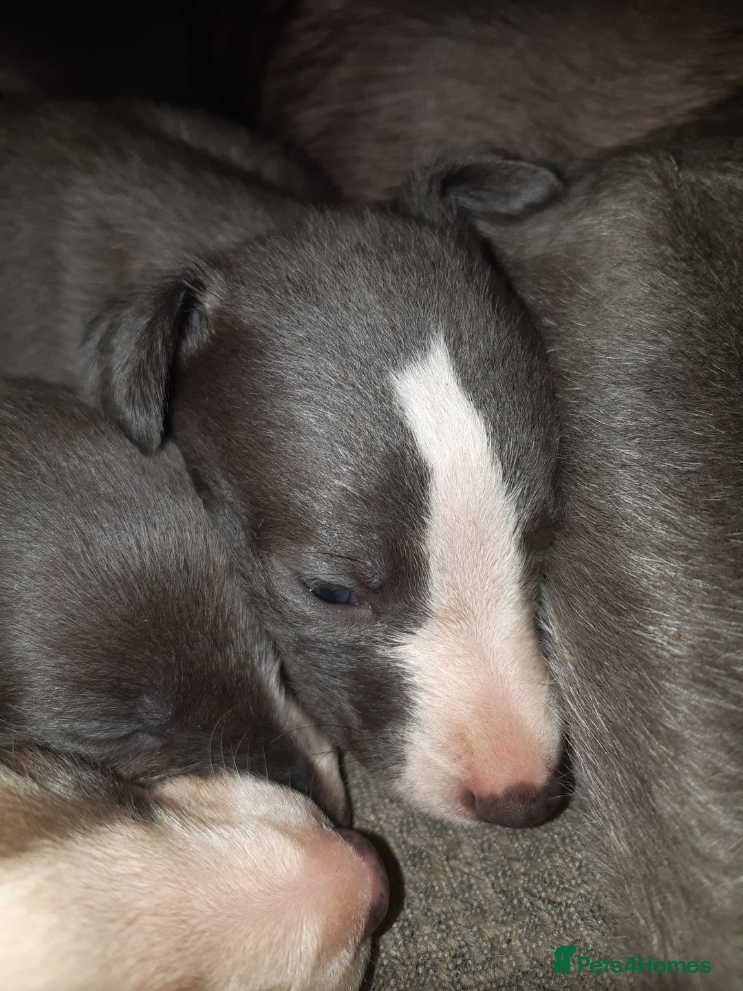 Whippet dogs for sale: Whippet Puppies - Advert 5