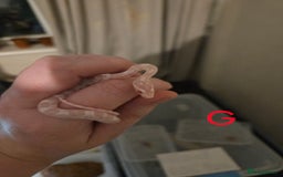 Corn Snake reptiles for sale: Hatchling Corn Snakes CB25 - Image 5