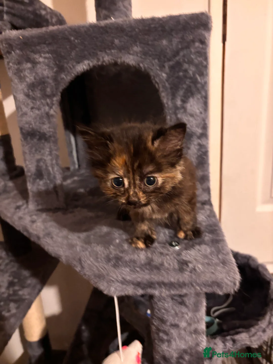 Mixed Breed cats for sale: Beautiful kittens - Advert 2