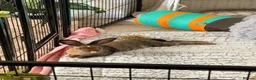 Belgian Hares rabbits for sale: HONEY 🍯  in Yeovil - Advert 5