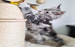 Maine Coon cats for sale: PEDIGREE MAINE COON KITTENS 5 BOYS - Image 28