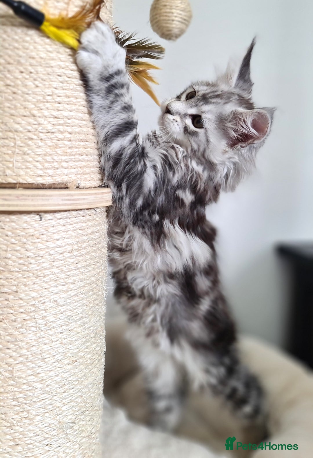 Maine Coon cats for sale: PEDIGREE MAINE COON KITTENS 5 BOYS - Image 28