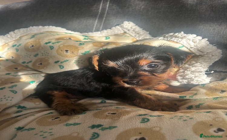 Yorkshire Terrier dogs - Advert 1