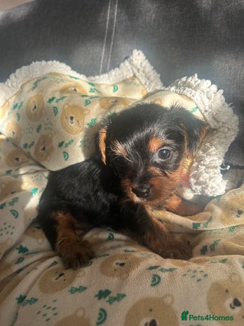 Yorkshire Terrier dogs - Advert 1