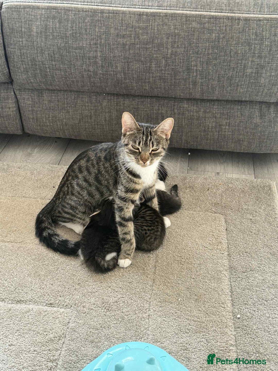 Mixed Breed cats for sale: Mixed breed kittens - Image 18