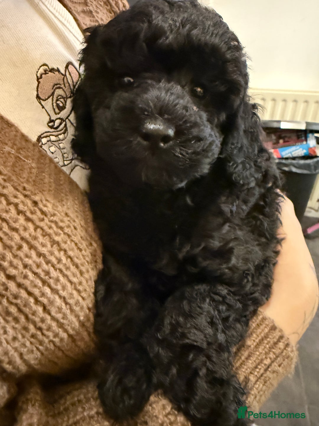 Cockapoo dogs for sale: Ready to leave *One boy left* toy cockapoo pup  - Advert 3