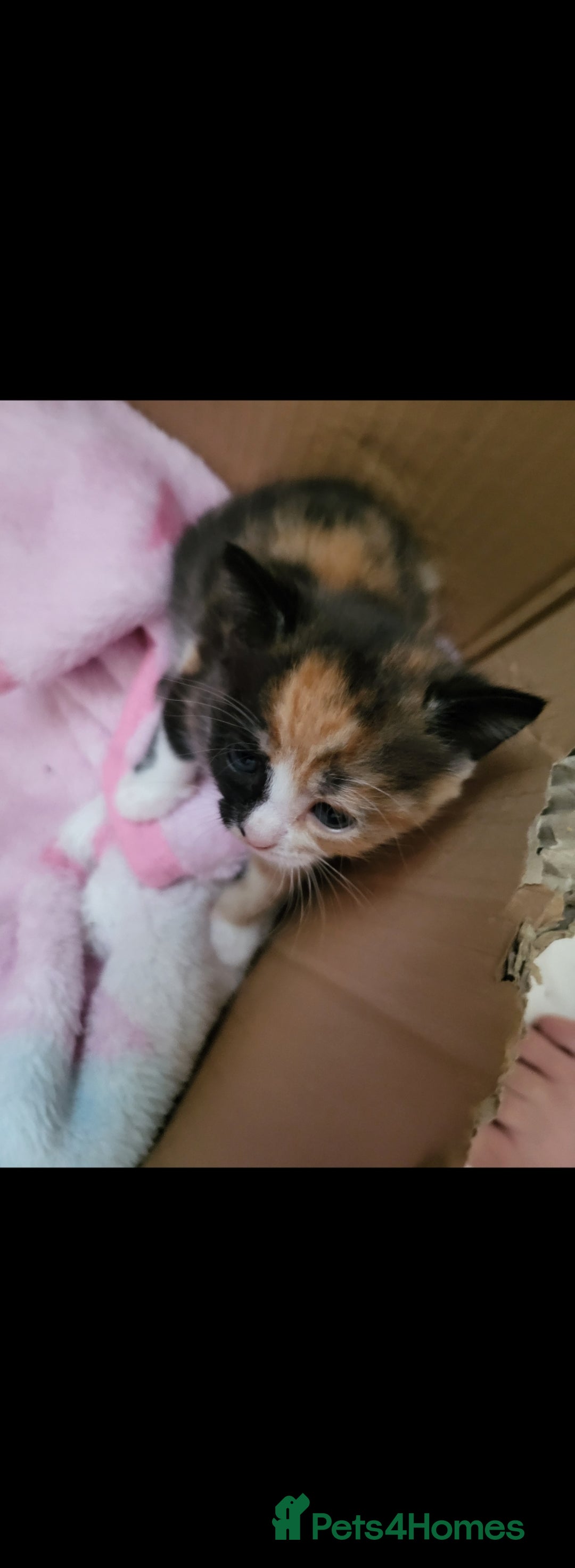 Mixed Breed cats for sale: 5 beautiful kittens - Image 3