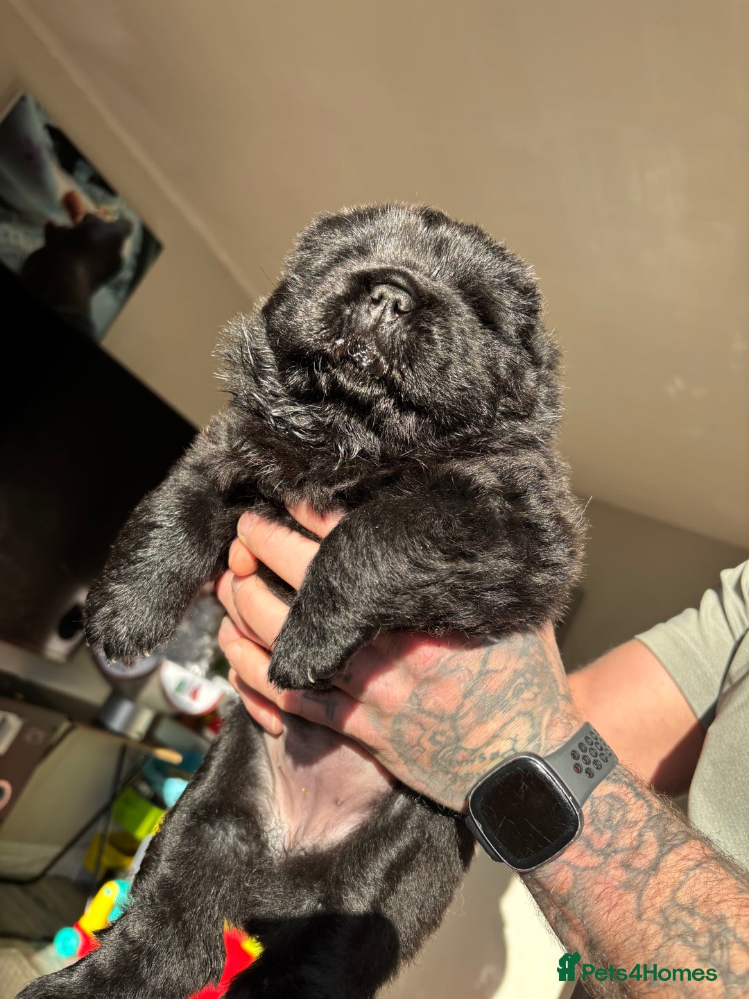 Chow Chow dogs for sale: chow chow puppy’s ready in 12 days  - Advert 12