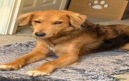 Mixed Breed dogs for adoption: Sweet Nathan Is looking for Love  - Image 5