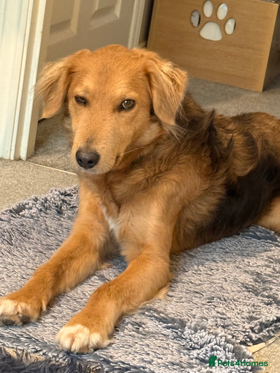 Mixed Breed dogs for adoption: Sweet Nathan Is looking for Love  - Image 5