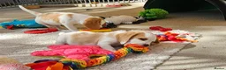Beagle dogs for sale: Stunning KC Registered Beagle Pups- Ready 24.08.26 in Thirsk - Advert 17