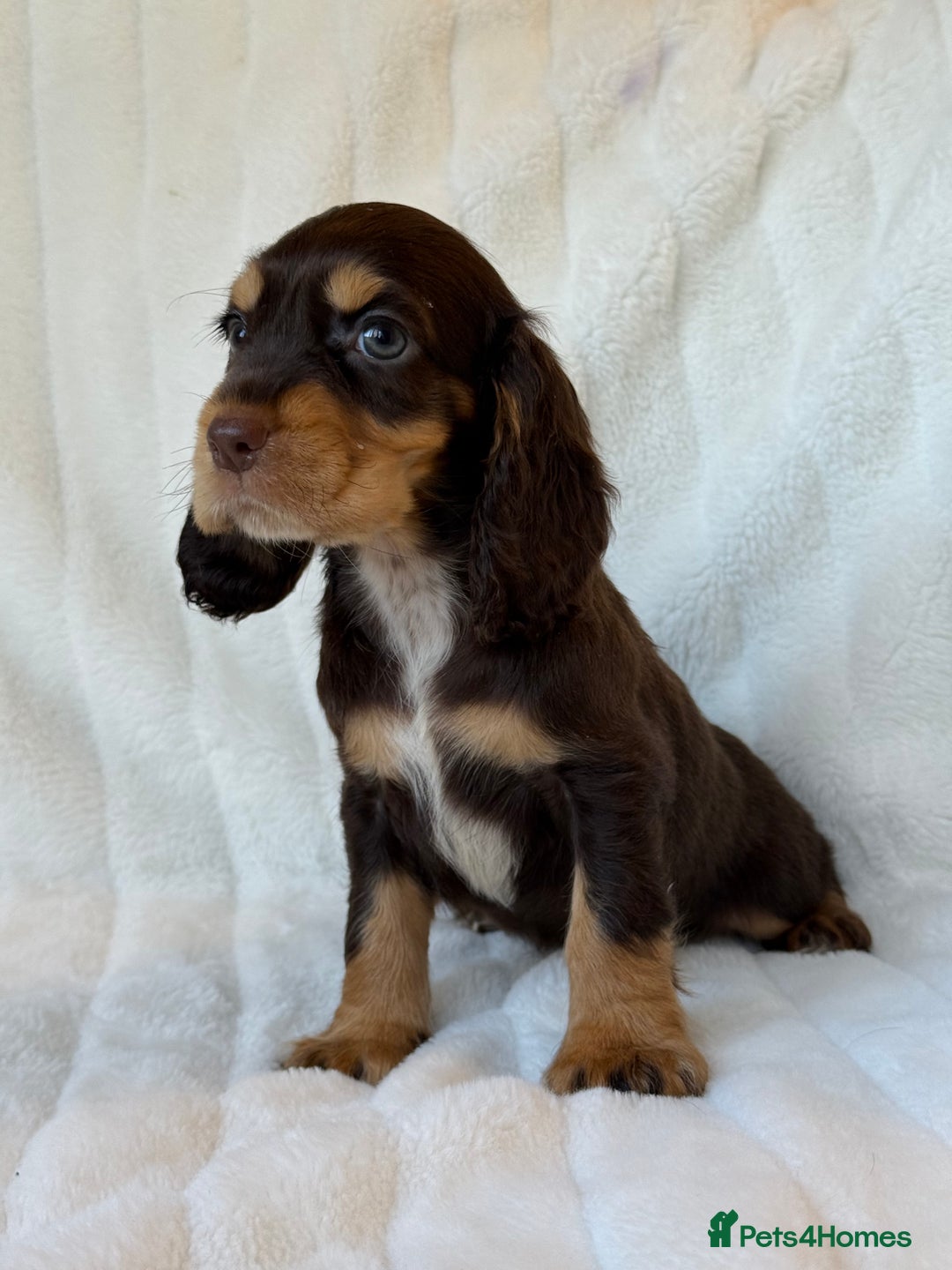 Cocker Spaniel dogs for sale: 🌟Show Cocker spaniel puppies🌟 - Advert 15