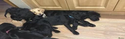 Labradoodle dogs for sale: REDUCED Double doodle pups for sale - Advert 7