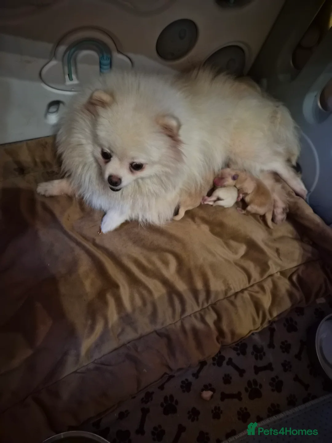 Pomeranian dogs for sale: 💝High Quality Korea/ Russia Babies💝 - Advert 28