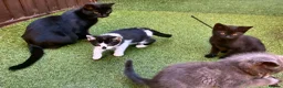 Mixed Breed cats for sale: Kittens for Sale. Ready Now for Loving Homes - Advert 3