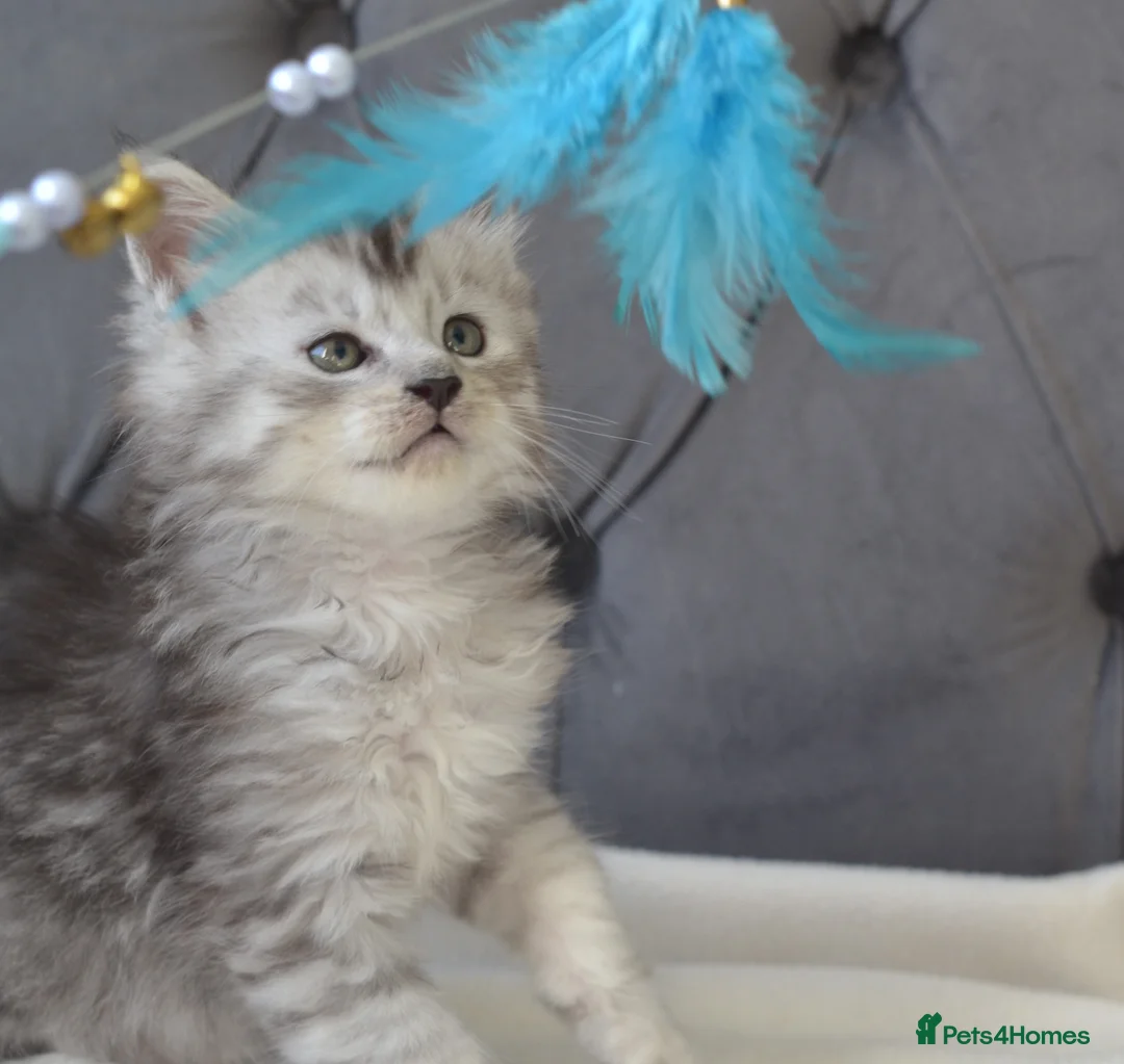 Maine Coon cats for sale: Tica registered Maine Coon kittens for reservation - Advert 18