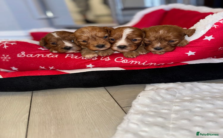 Cavapoo dogs - Advert 16