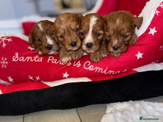 Cavapoo dogs - Advert 1