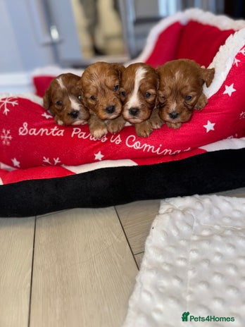 Cavapoo dogs - Advert 1