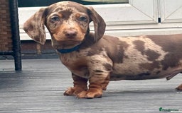 Miniature Dachshund dogs for sale: Miniature Dachshund Puppies - Image 6