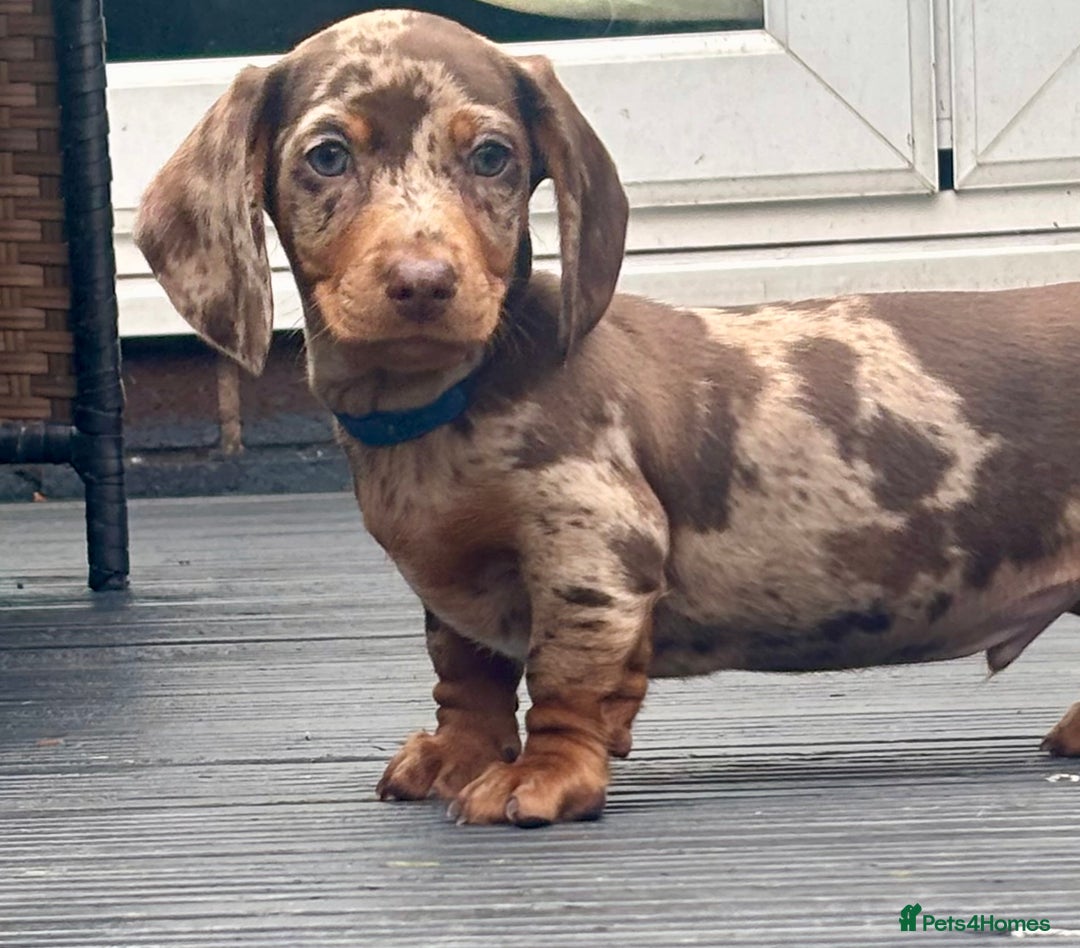 Miniature Dachshund dogs for sale: Miniature Dachshund Puppies - Image 6