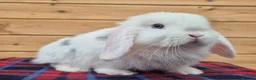 Mini Lop rabbits for sale: 🐰 Mini Lop Rabbits for Sale 🐰   - Advert 3