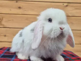 Mini Lop rabbits 🐰 Mini Lop Rabbits for Sale 🐰 2 boys left - Advert 10