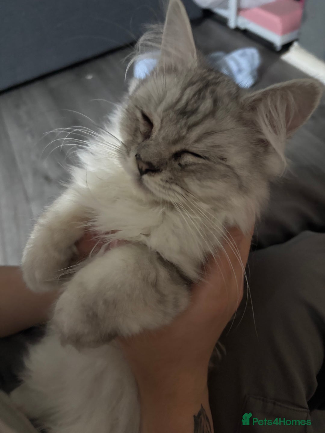 Ragdoll cats for sale: Ragdoll and Persian mixed kitty - Image 6