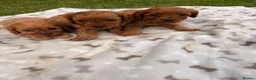 Cavapoo dogs for sale: Cavapoo puppy’s  - Advert 9