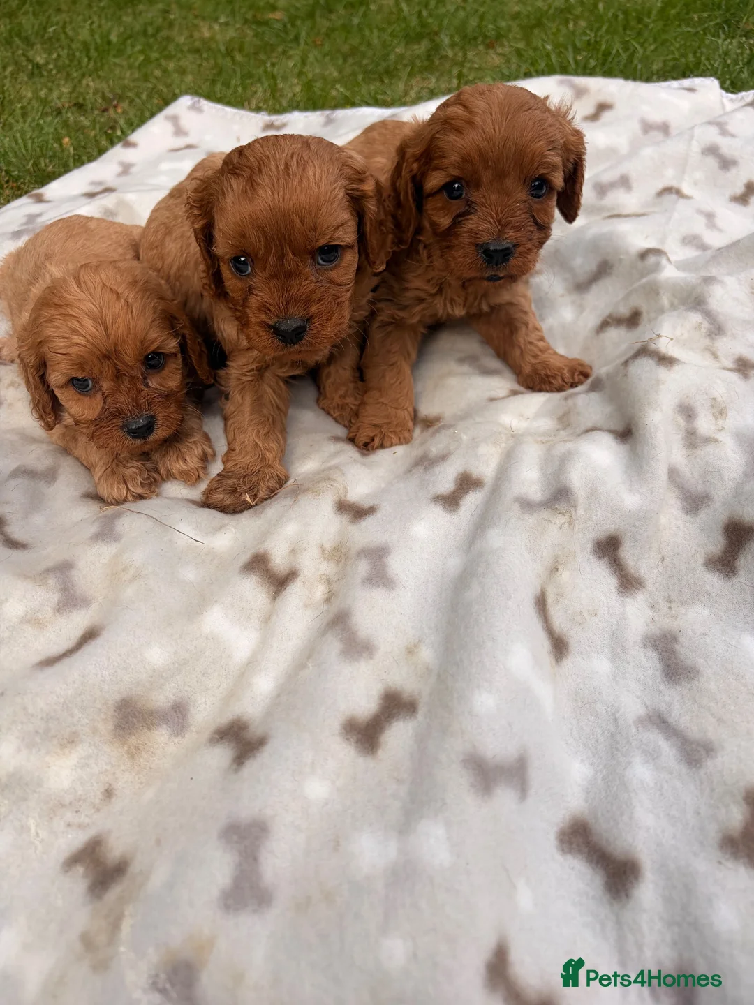 Cavapoo dogs for sale: Cavapoo puppy’s  - Advert 9