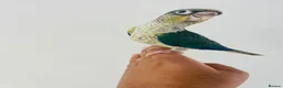 Conures birds for sale: Hand reared conures for sale  - Advert 4