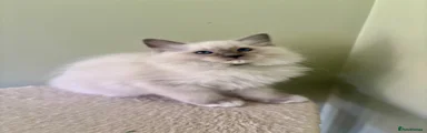 Grey collar boy 