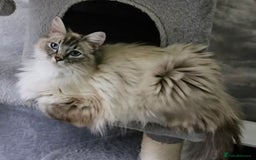 Ragdoll cats for sale: Spayed female Ragdoll - Image 1
