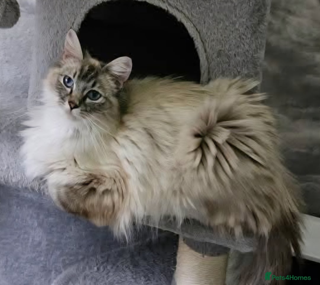 Ragdoll cats for sale: Spayed female Ragdoll - Image 1
