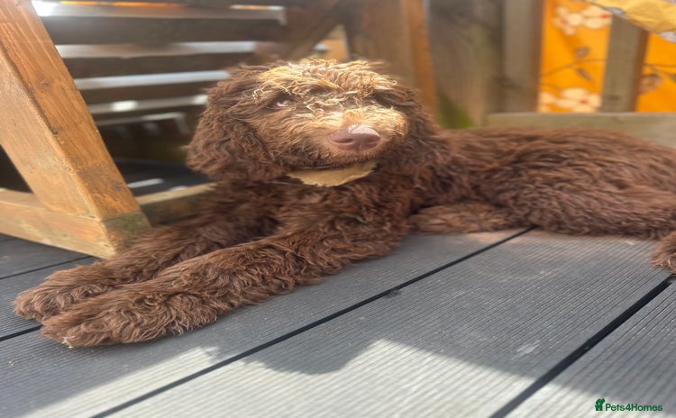 Australian Labradoodle dogs - Advert 2