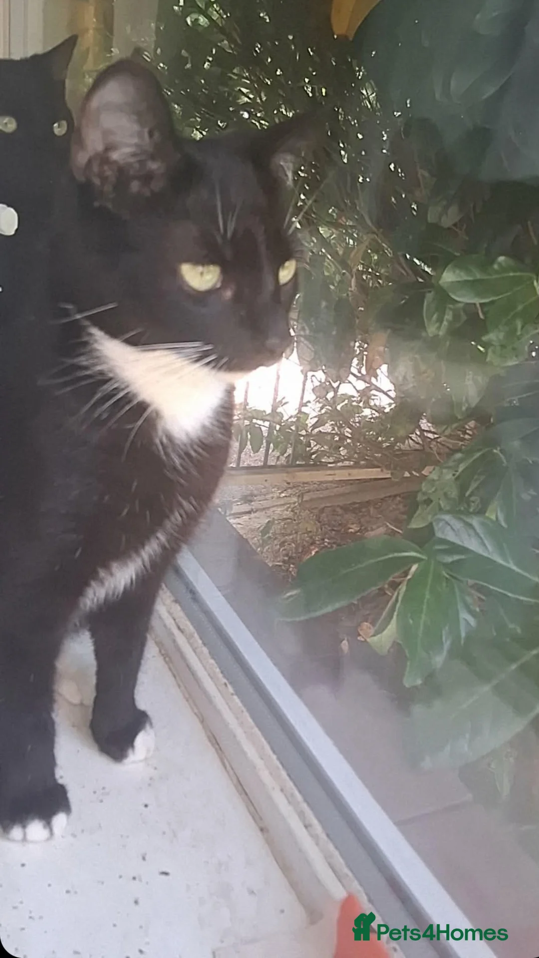 Mixed Breed cats for sale: Last Lovely female bengal  mix  - Advert 2