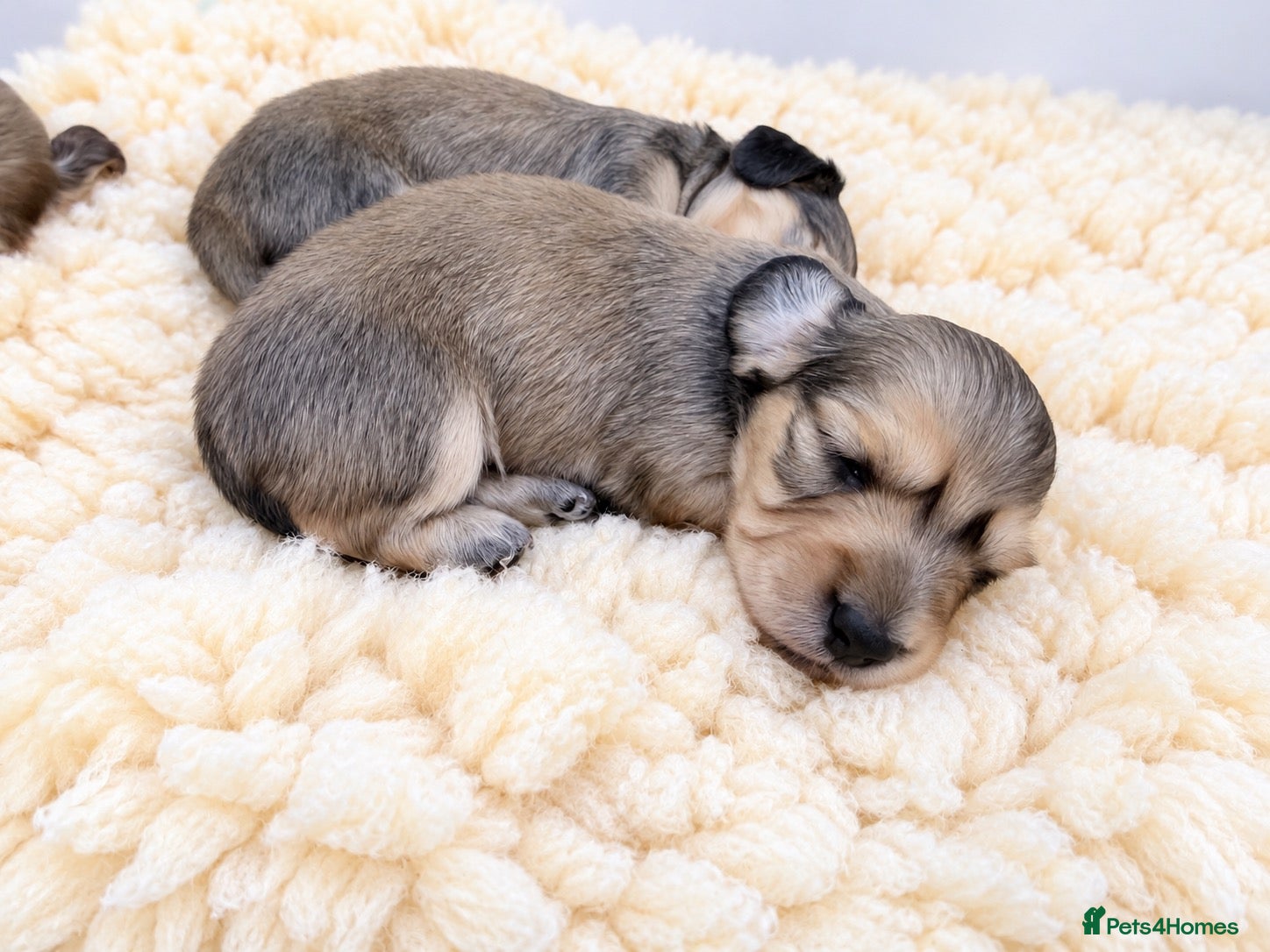 Miniature Dachshund dogs Long haired shaded creams  - Advert 7