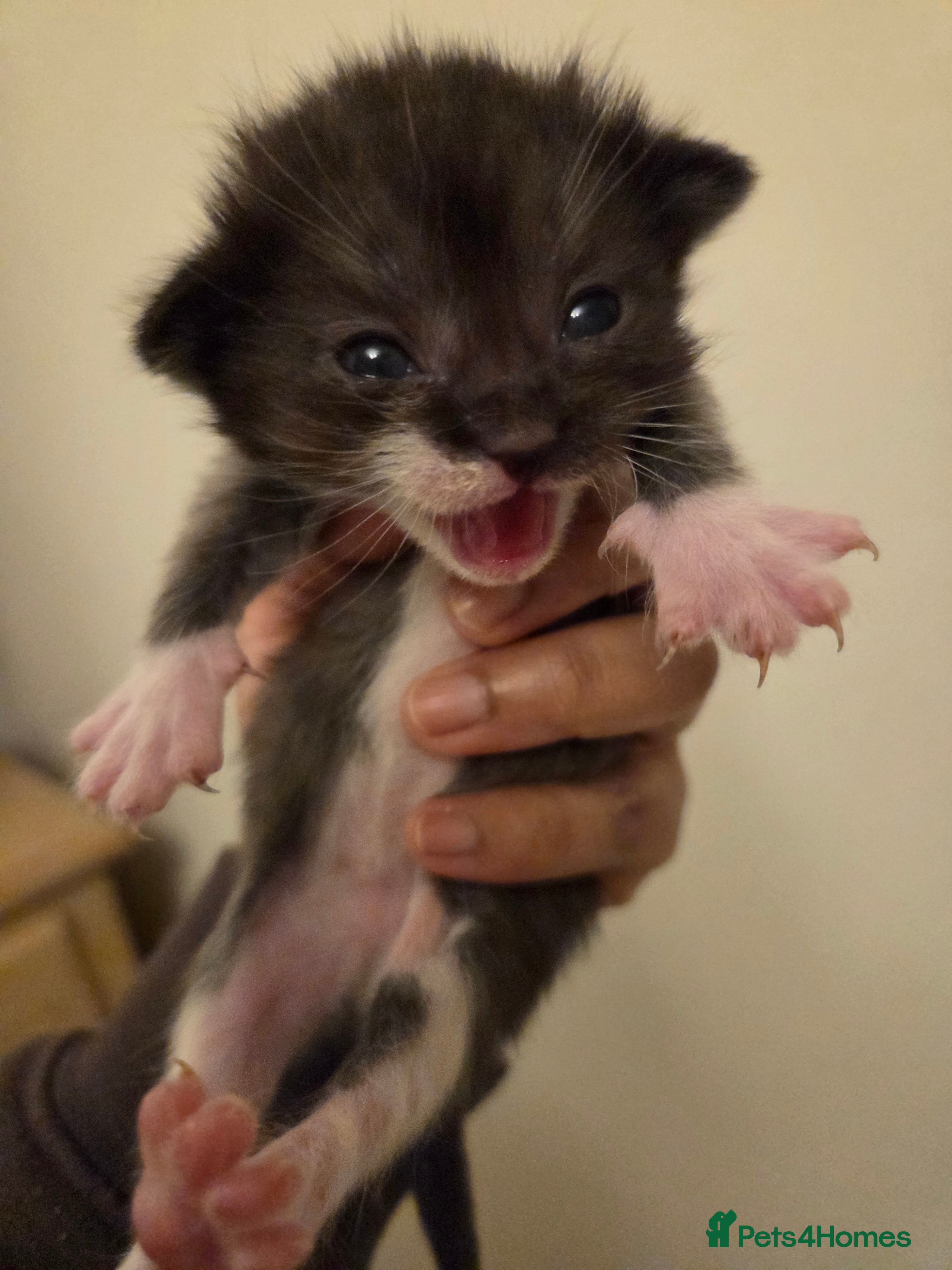 Mixed Breed cats RAGDOLL X SCOTTISH STRAIGHT  - Advert 1