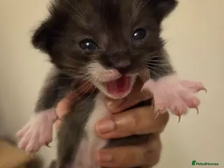 Mixed Breed cats RAGDOLL X SCOTTISH STRAIGHT - Advert 3