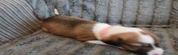 Mixed Breed dogs for sale: Lurcher pups - Advert 34