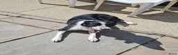Border Collie dogs for sale: Border Collie Pups - Advert 2