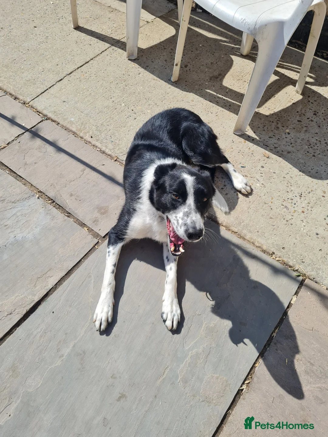 Border Collie dogs for sale: Border Collie Pups - Advert 2