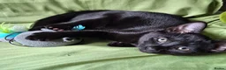 Mixed Breed cats for sale: Must go ASAP 1 black 12 week old kittens  - Advert 4