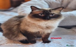Ragdoll cats for sale: Pure breed Ragdoll  kittens  - Image 8