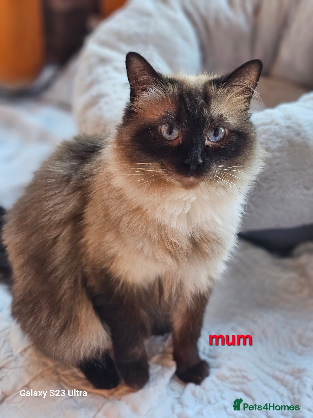 Ragdoll cats for sale: Pure breed Ragdoll  kittens  - Image 8