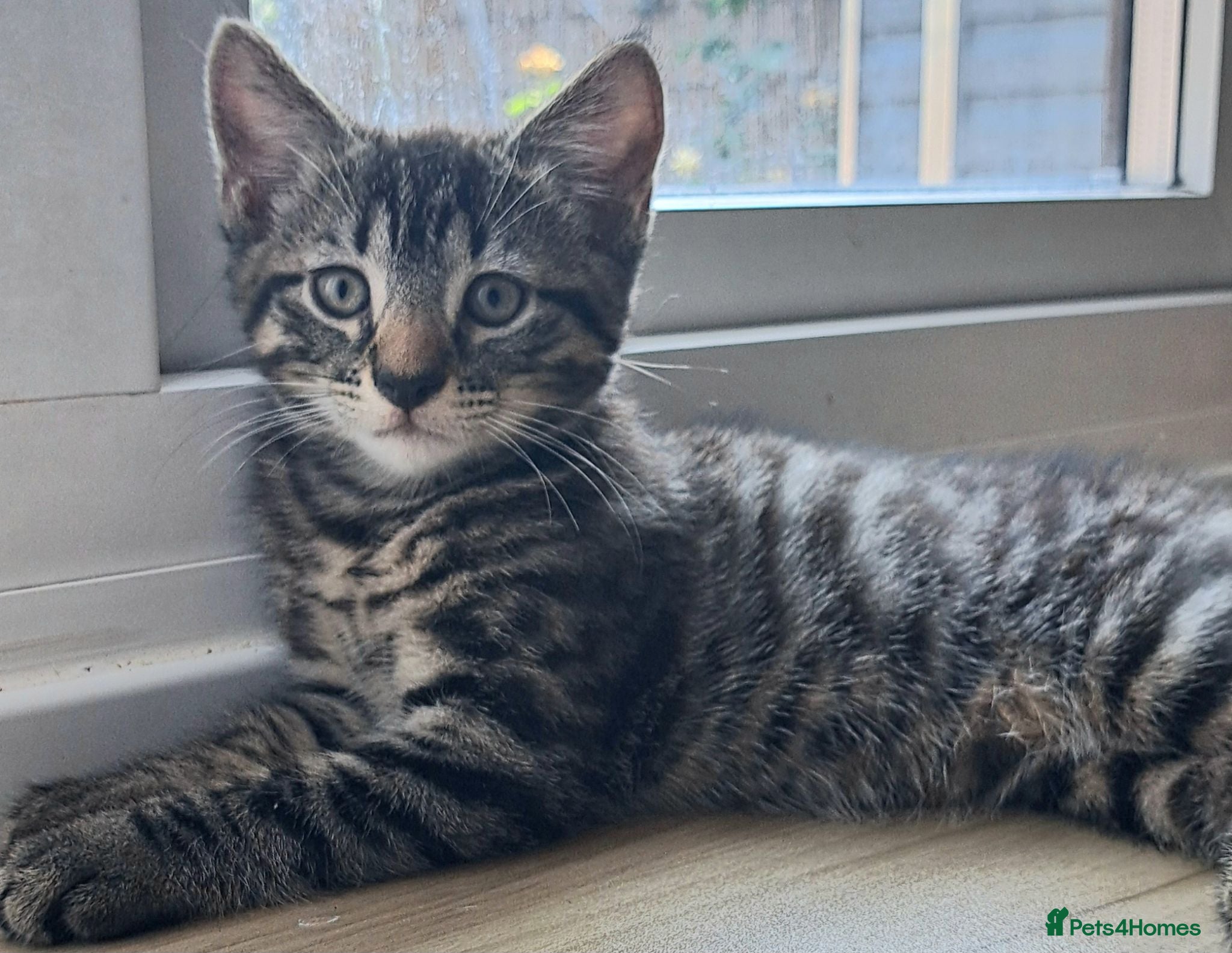 Russian Blue cats 🐾 Stunning 9 weeks Russian Blue X Tabby Kittens - Advert 1