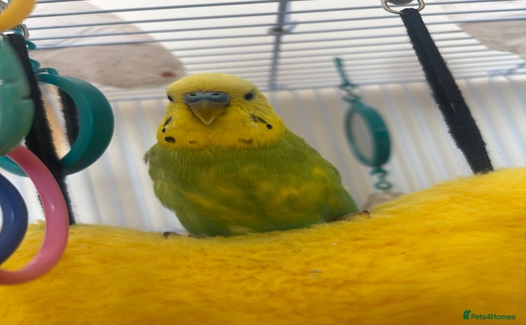 Budgerigars birds - Advert 5