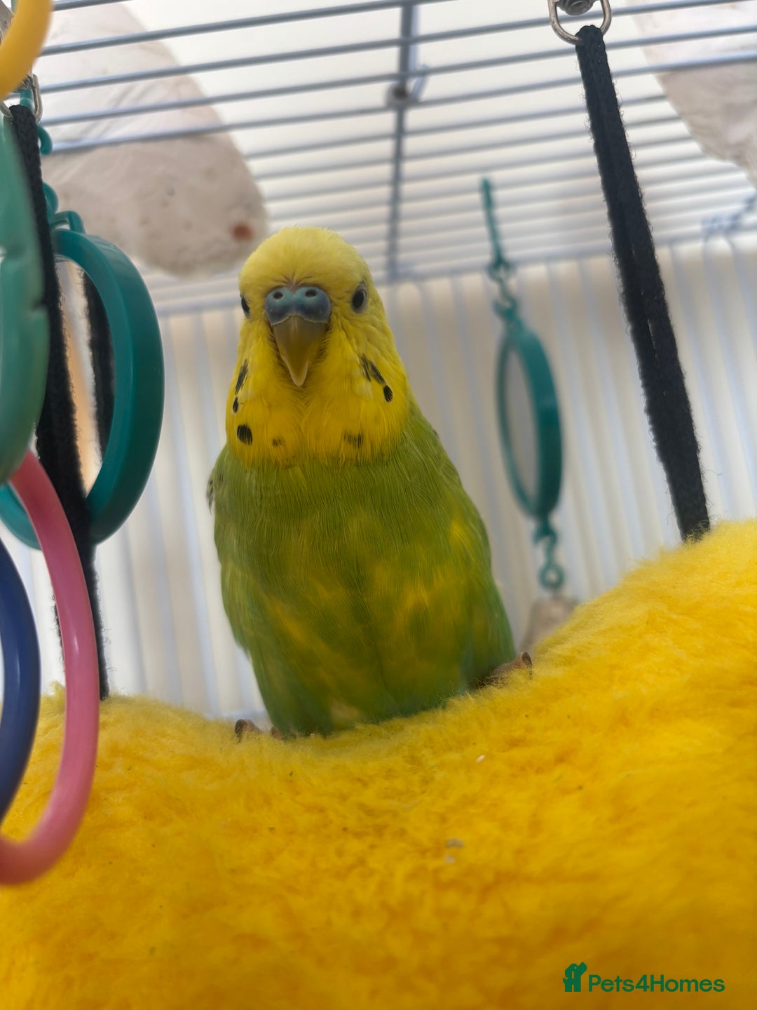 Budgerigars birds for sale: Male Budgie and cage  - Image 1