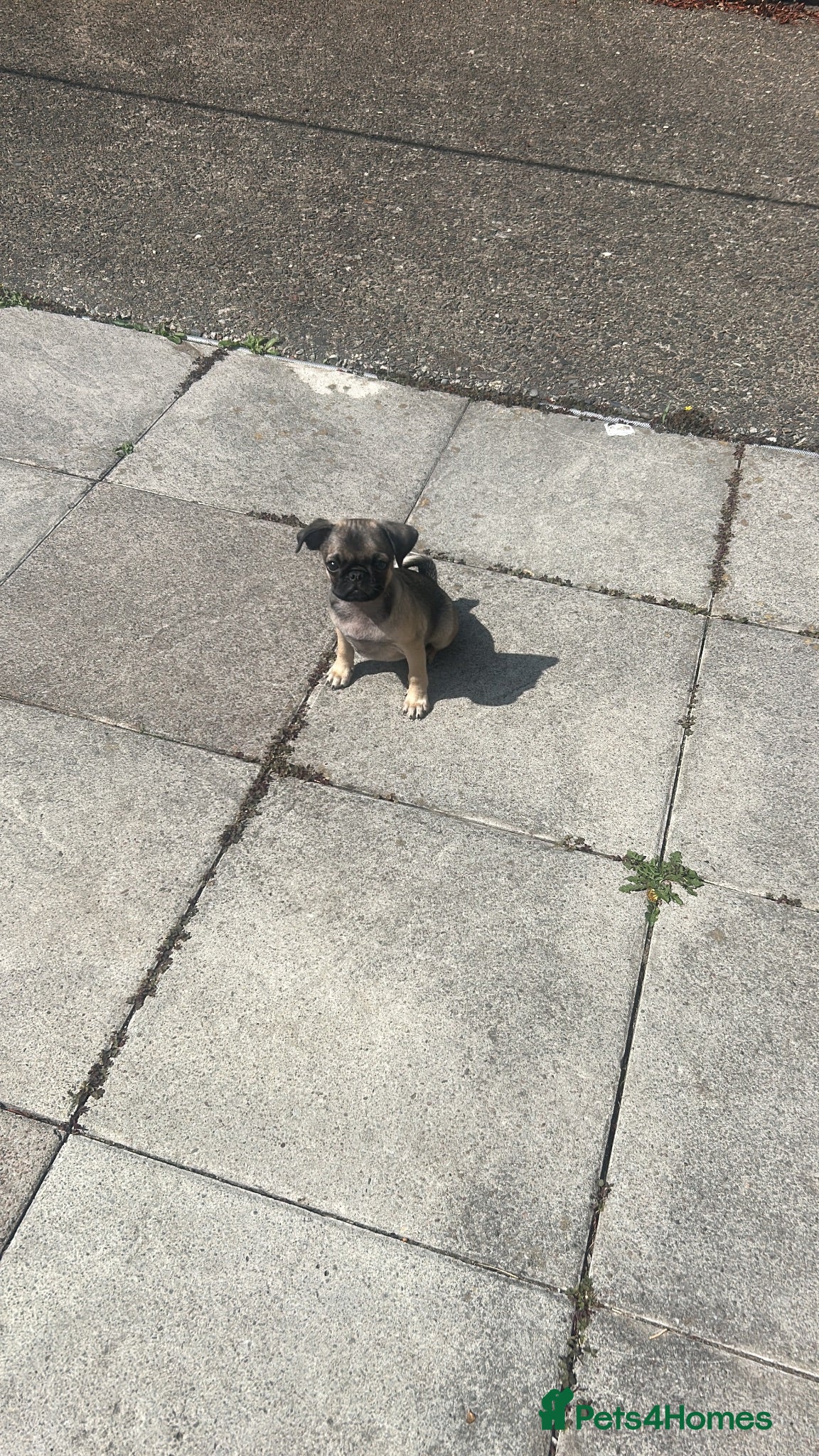 Pug dogs Miniature pug for sale  - Advert 1