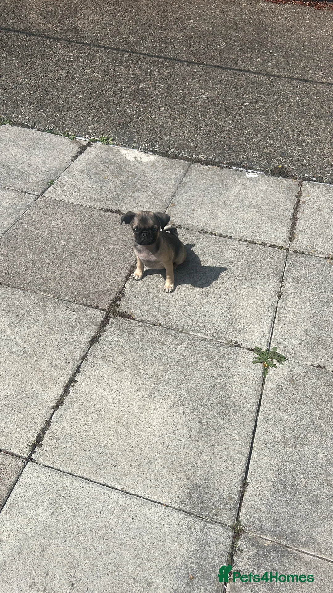 Pug dogs for sale: Miniature pug for sale  - Advert 1